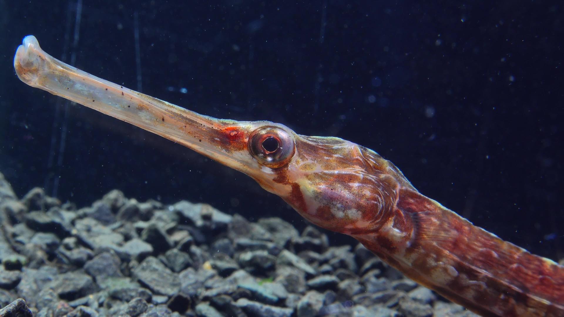 红书&quot;乌黑黑海&quot;辛格纳图斯一条宽鼻水管鱼近身头目和眼睛视频的预览图