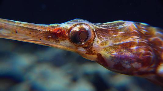 辛格纳图斯的头目和眼睛黑色海洋宽鼻水管鱼视频的预览图