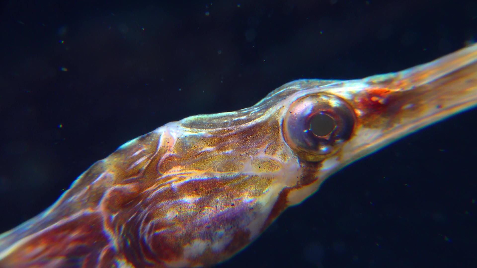 辛格纳图斯一条宽鼻水管鱼近身头目和眼睛视频的预览图