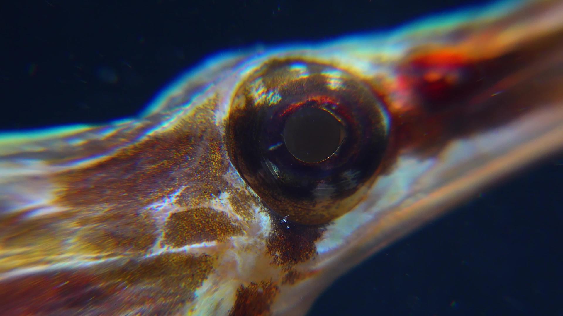 宽鼻尖口鱼的特写视频的预览图