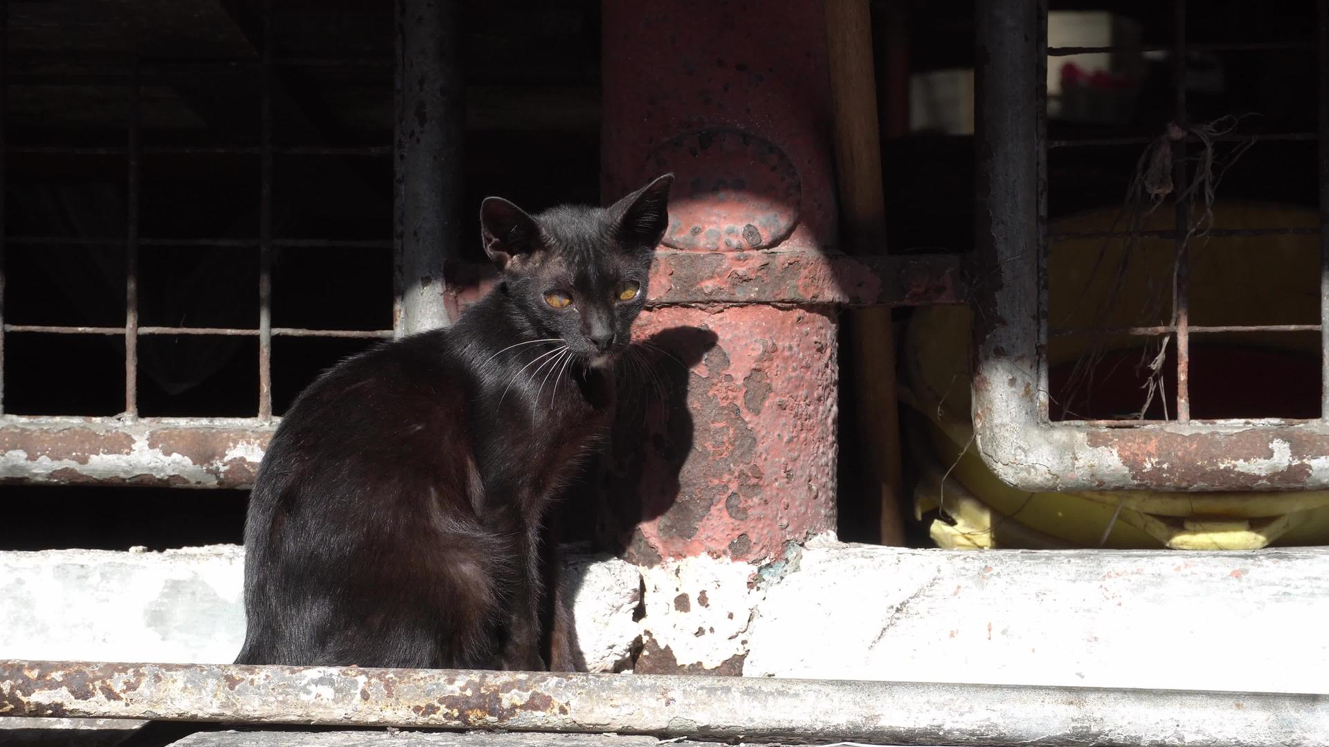 一只黑猫坐下视频的预览图