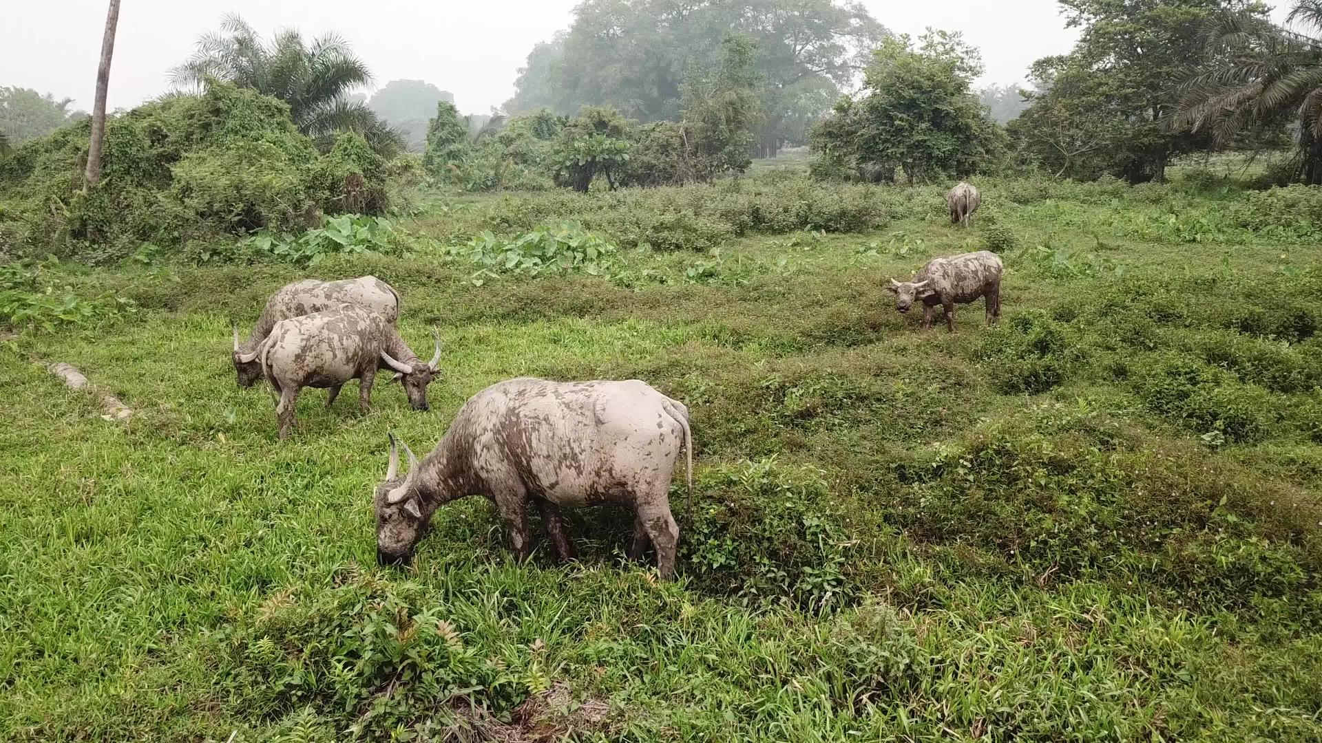 在农田里放牧草地上的野牛视频的预览图
