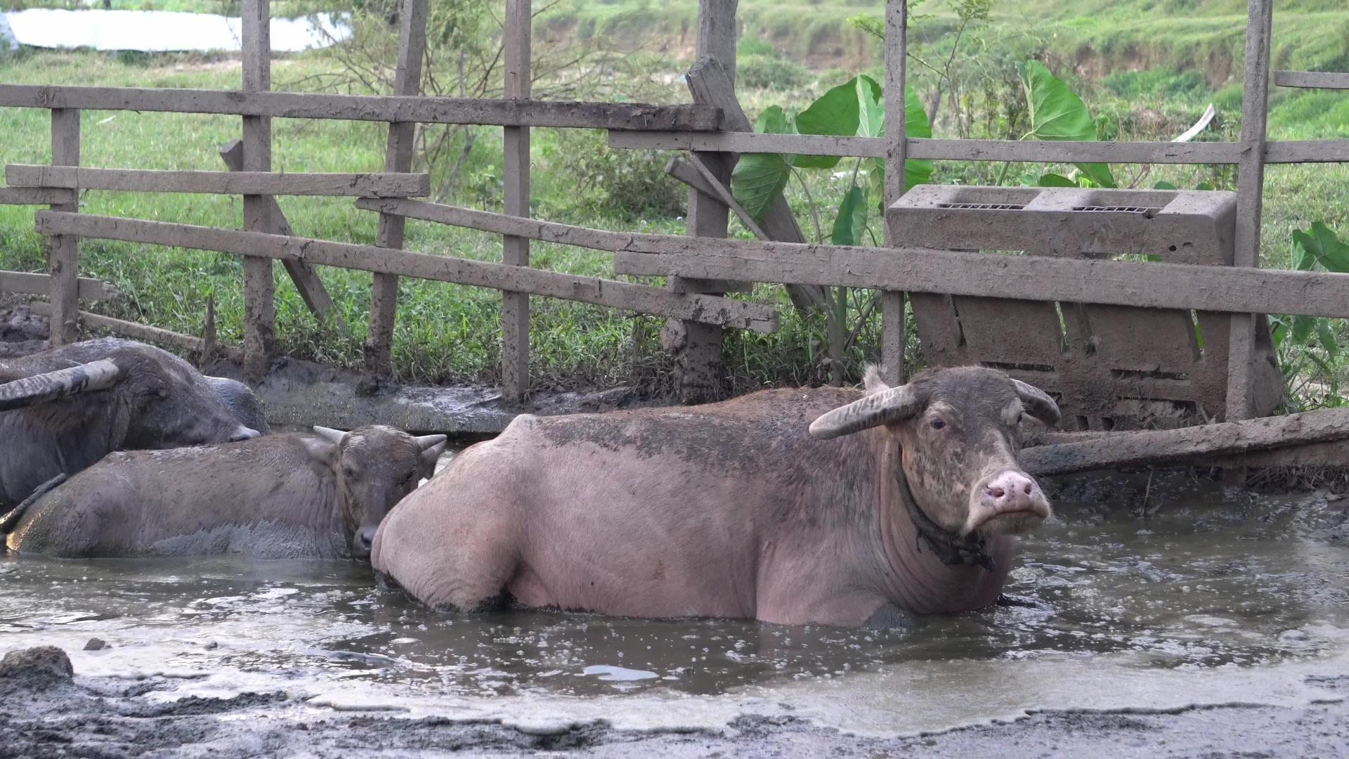 水牛倒入泥水中视频的预览图