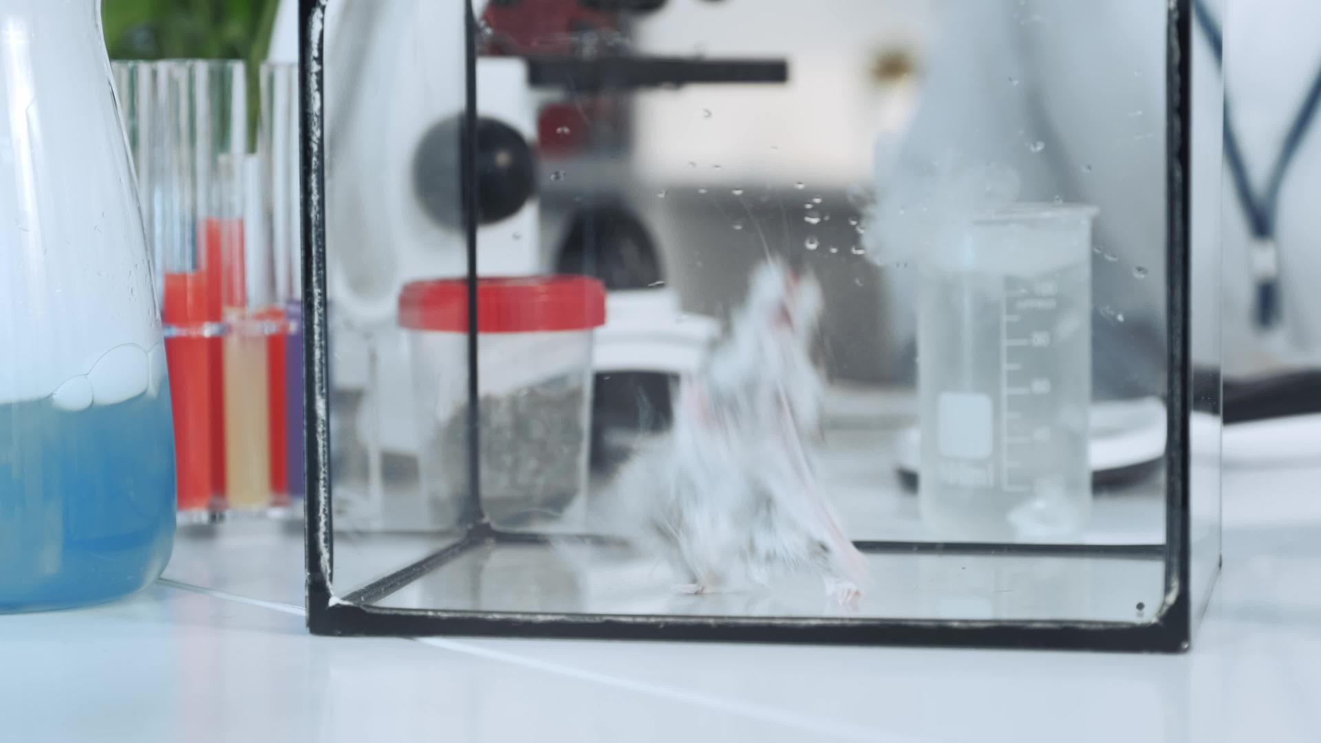 在化学实验室进行实验后将鼠标放入玻璃容器中视频的预览图