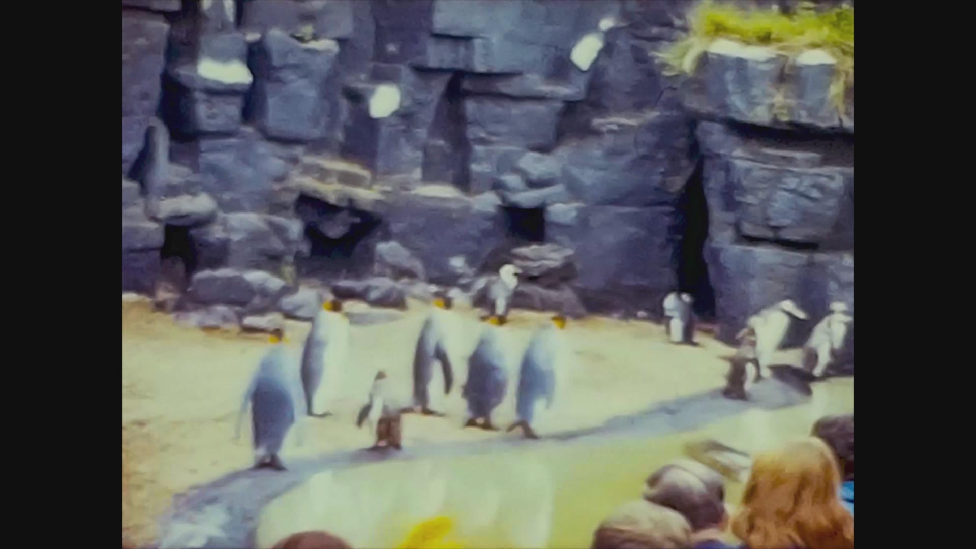 1965年联合王国动物园企鹅视频的预览图