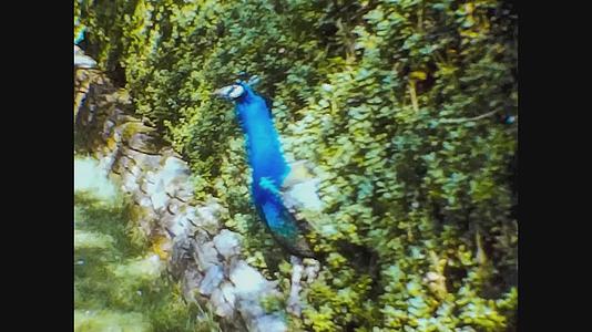 1965年孔雀与王国动物园联合视频的预览图