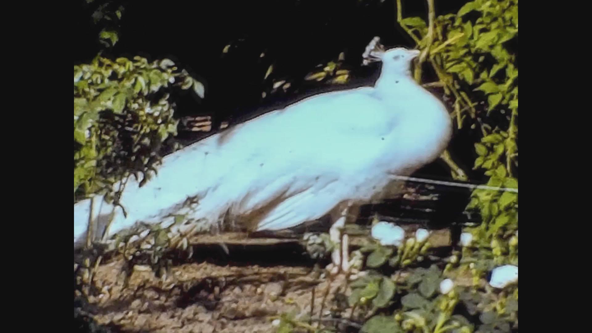 孔雀1965年联合王国3号动物园视频的预览图
