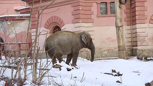 冬天一头有趣的大象站在街上视频的预览图