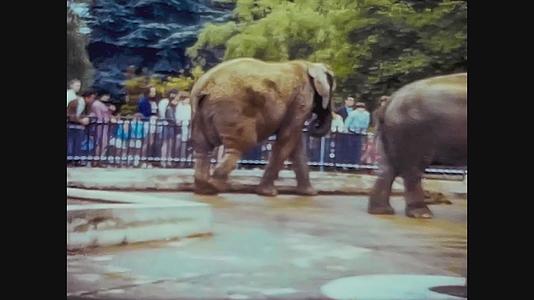 1965年合王国动物园的大象视频的预览图