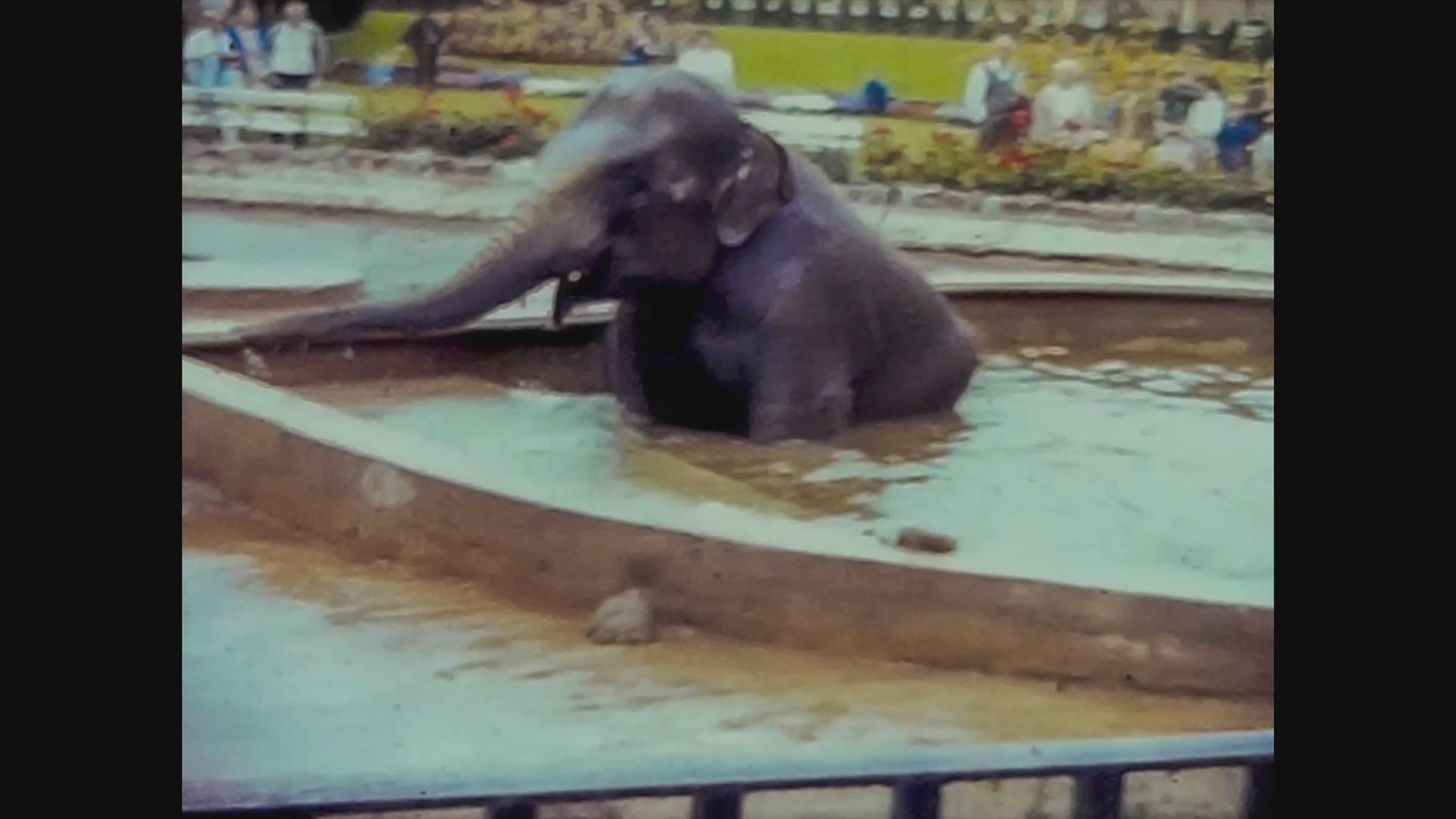 1965年合王国动物园的大象视频的预览图