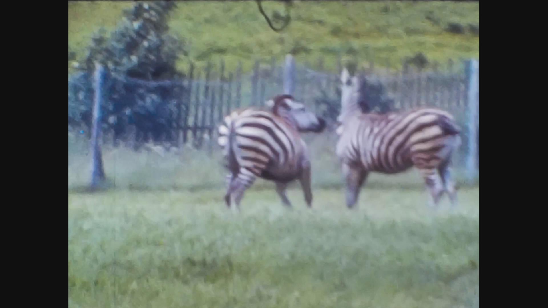 1966年斑马王国动物园视频的预览图