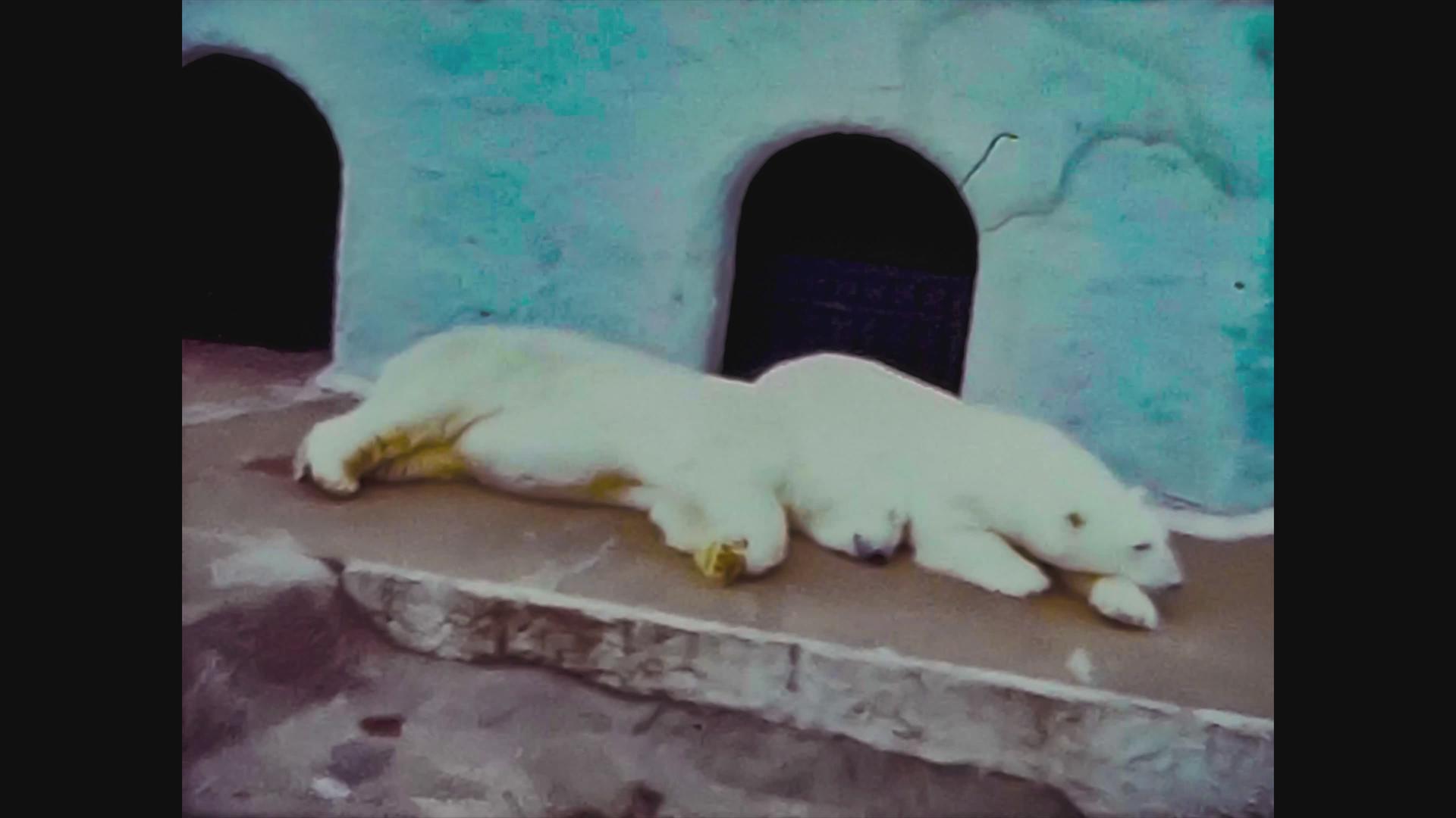 北极熊视频的预览图