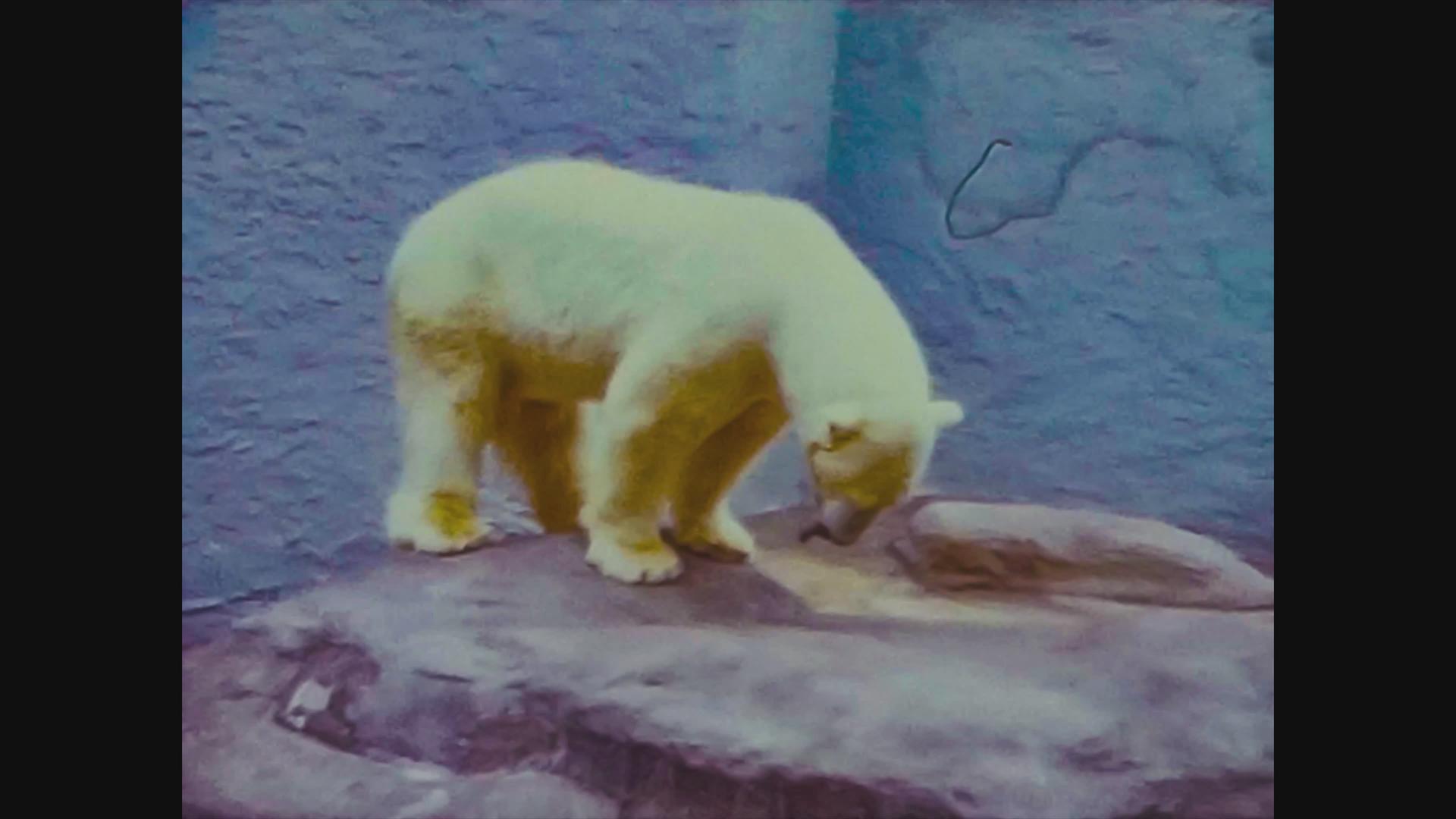 1965年联合王国动物园北极熊视频的预览图