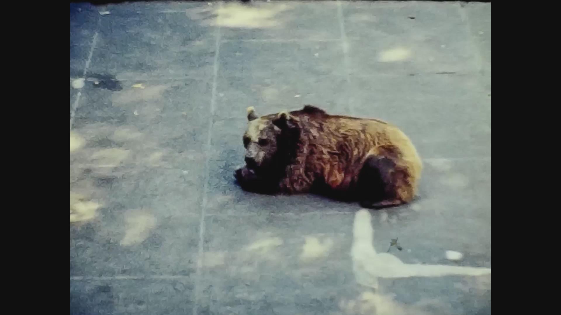 瑞士动物园2号熊75年视频的预览图
