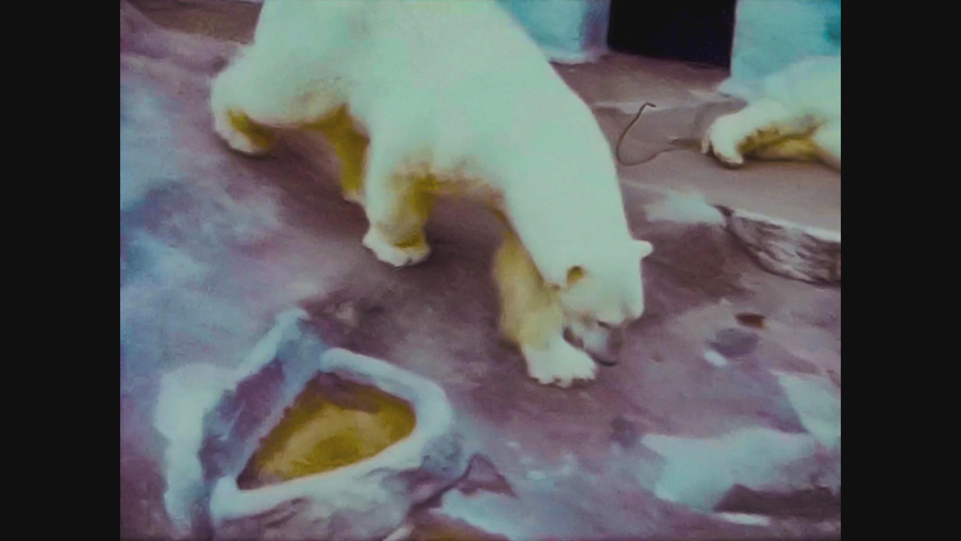 1965年北极熊在动物园视频的预览图