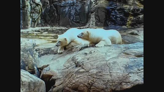1979年瑞典动物园北极熊视频的预览图