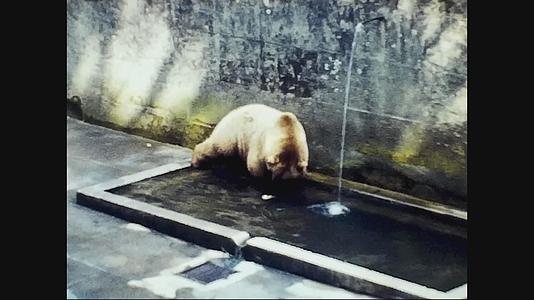 75年在动物园的熊视频的预览图