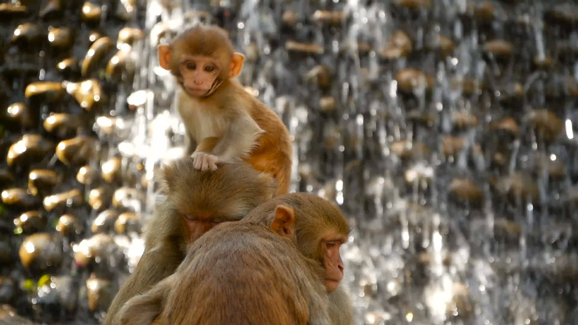 恒河猴群视频的预览图