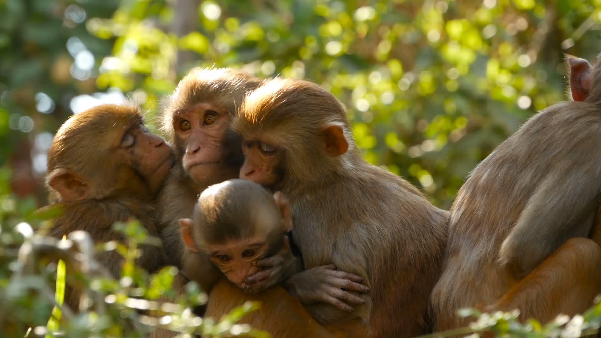 一群毛茸茸的美丽猕猴聚集在岩石上的恒河猴视频的预览图