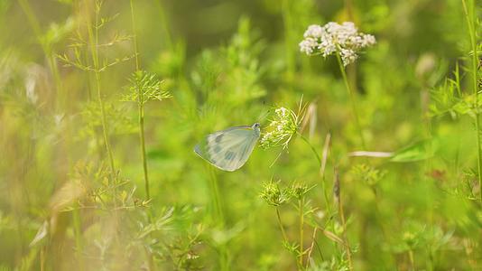 4k草丛中的白色蝴蝶空镜视频的预览图