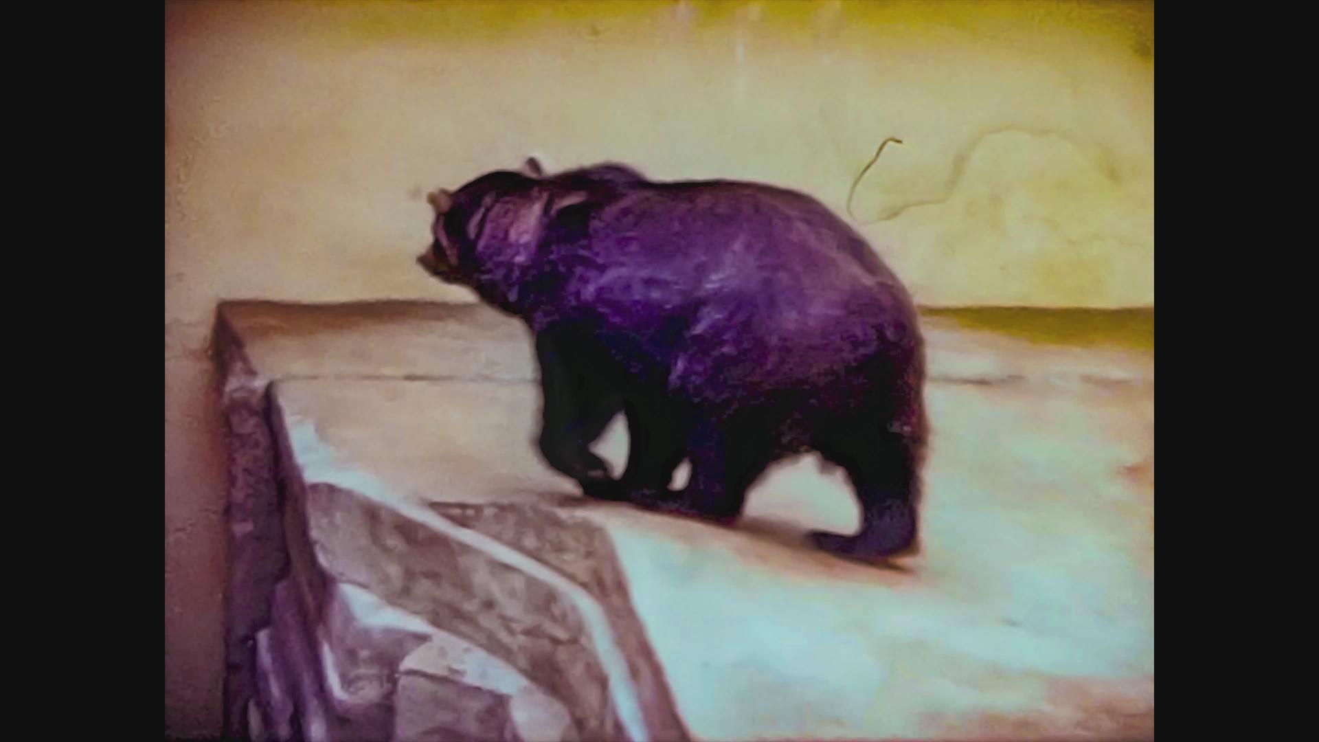 1965年联合王国动物园熊视频的预览图