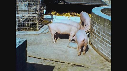 1965年拍摄的猪视频的预览图
