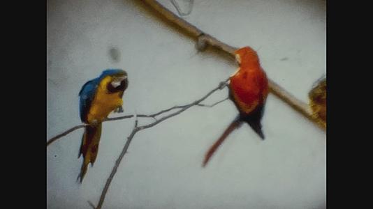 1965年联合王国动物园鹦鹉视频的预览图
