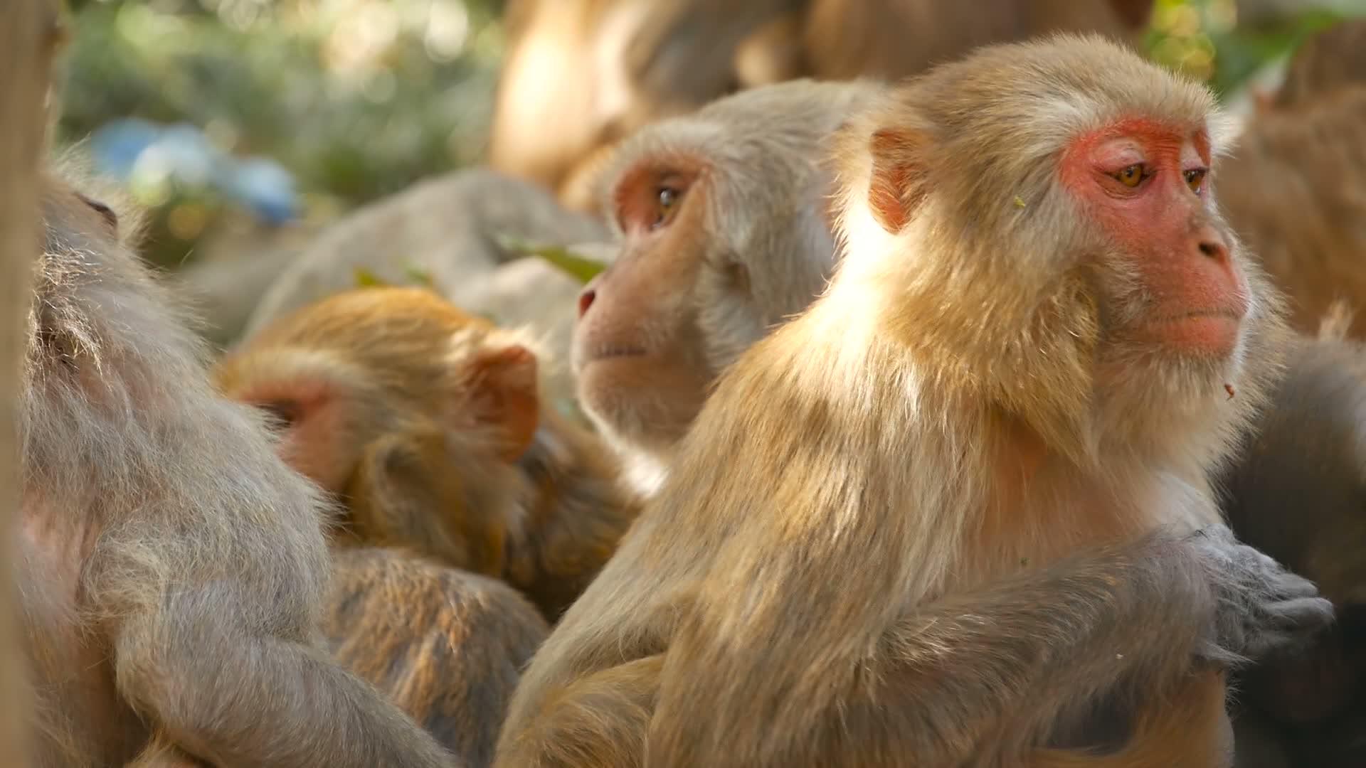 猴群视频的预览图