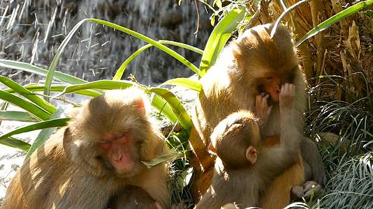 一群毛茸茸的美丽猕猴聚集在岩石上的恒河猴视频的预览图