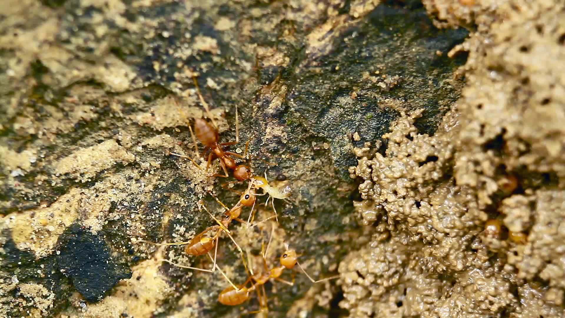 巴迪亚国家公园红蚁和白蚁视频的预览图