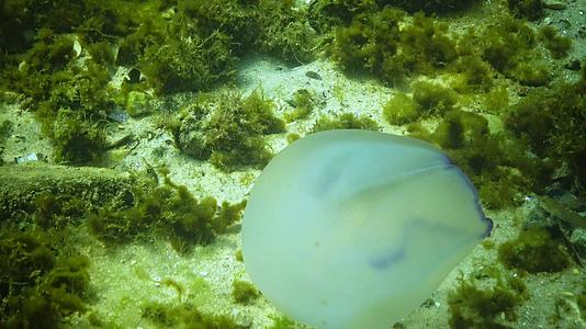 水母在黑海中不断抽动Rhizostomapulmo视频的预览图