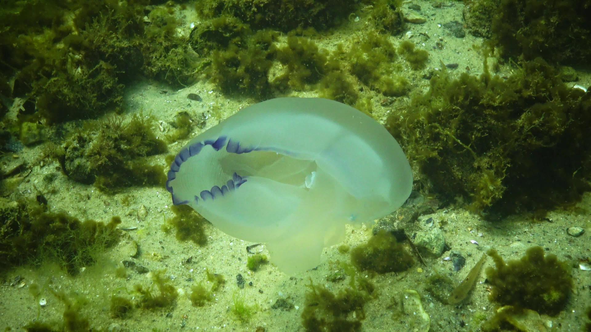 水母在黑海中不断抽动视频的预览图