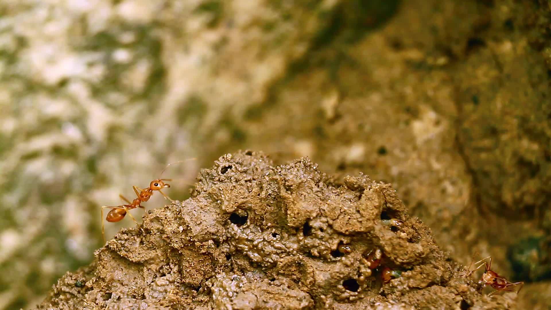 巴迪亚国家公园红蚁和白蚁视频的预览图