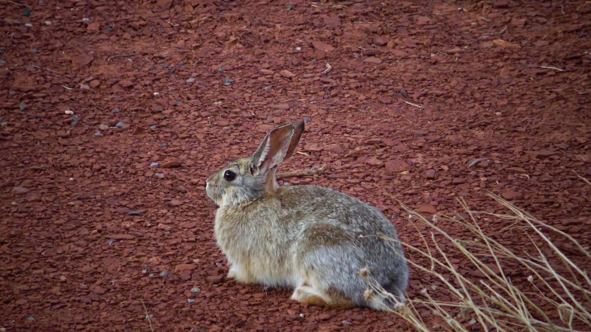野兔在乌塔视频的预览图