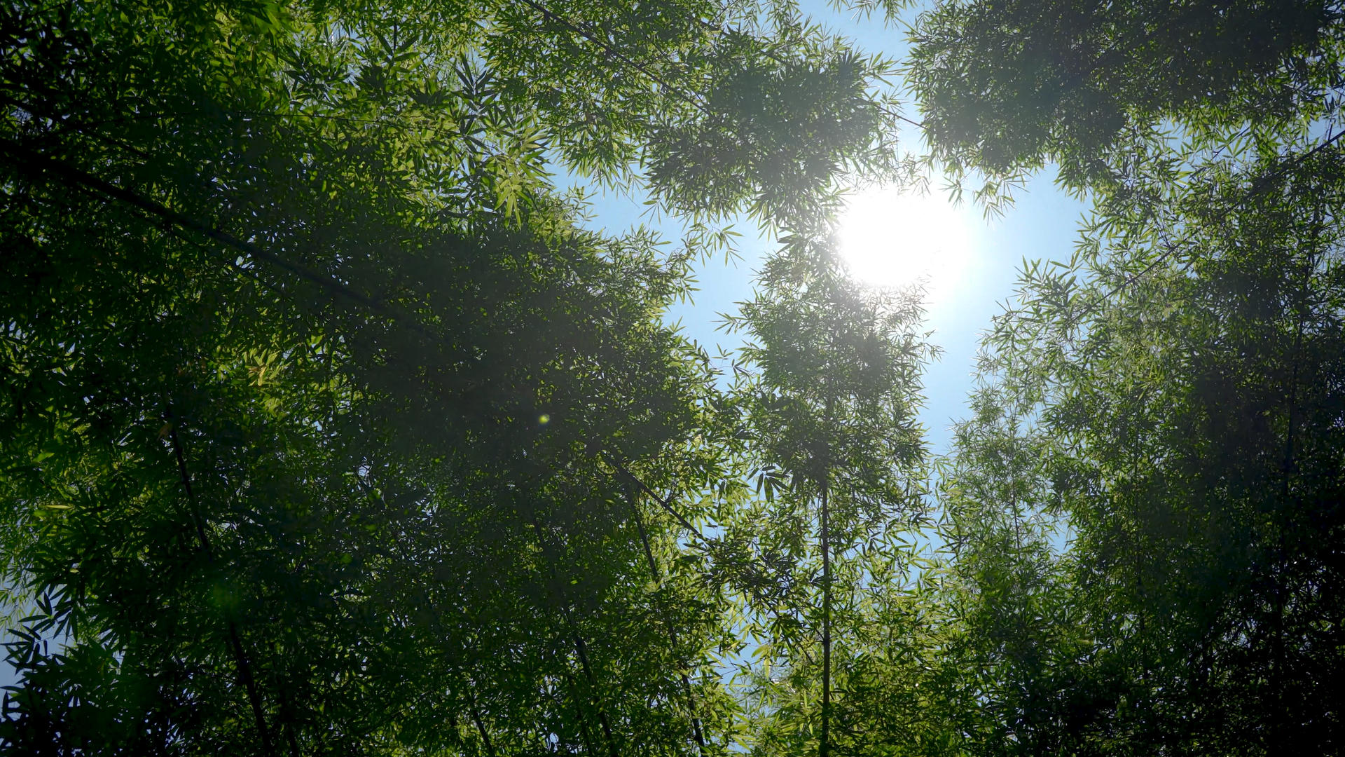 8k实拍竹林逆光空镜视频的预览图