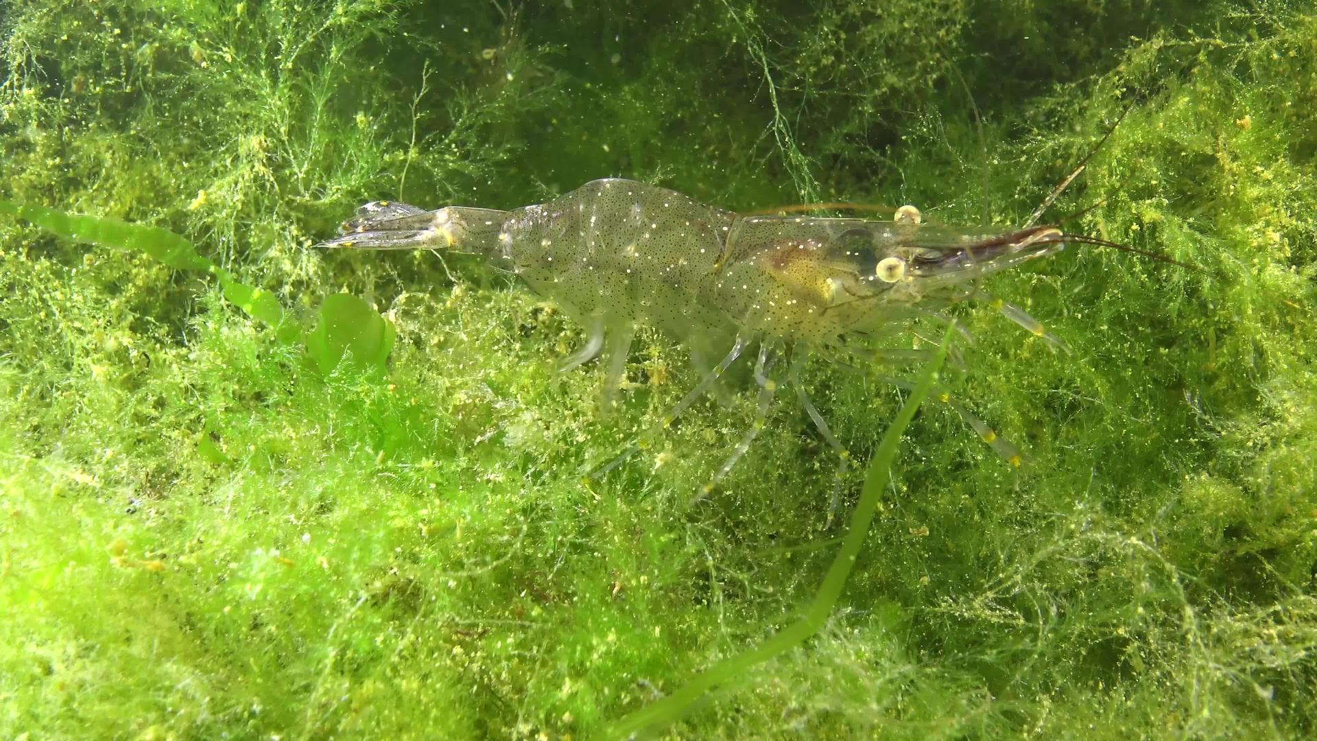海底虾通常被称为咸虾视频的预览图