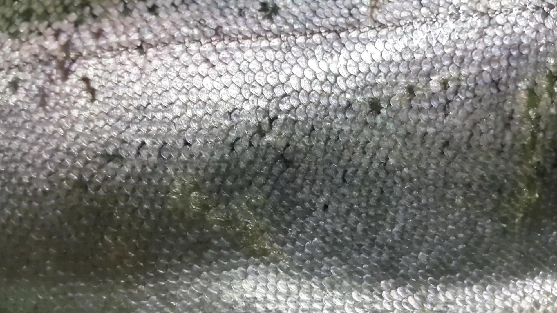 鱼肚子视频的预览图