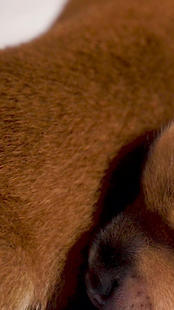 哺乳期的小奶狗视频的预览图