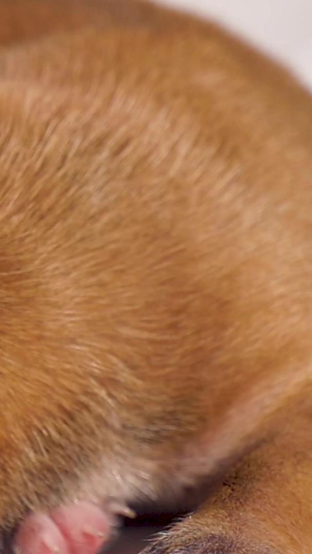 哺乳期的小奶狗视频的预览图