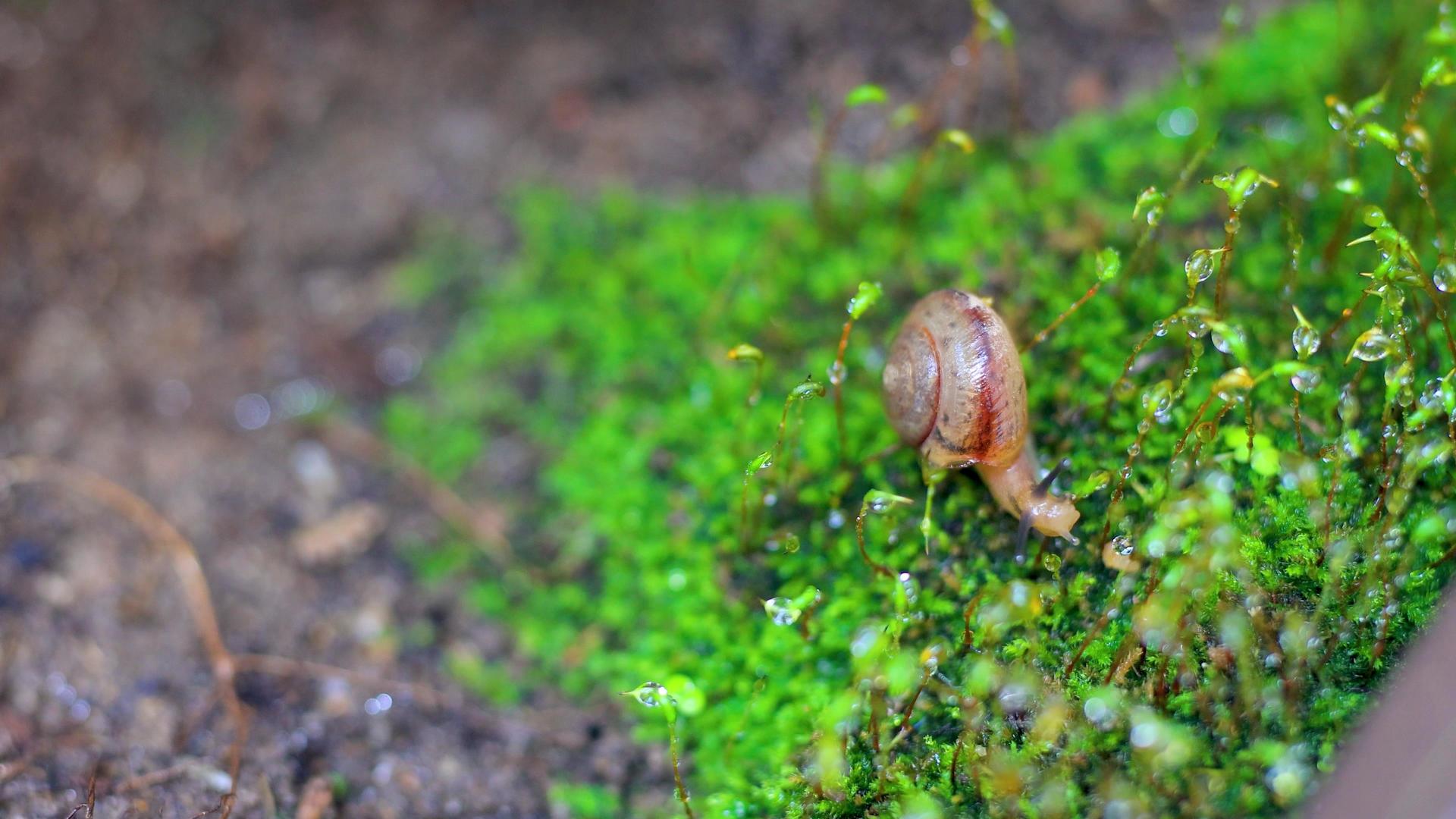 微距雨后青苔上蜗牛视频的预览图