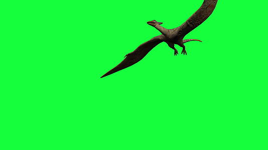 绿屏上的pterodactylly3d动画视频的预览图