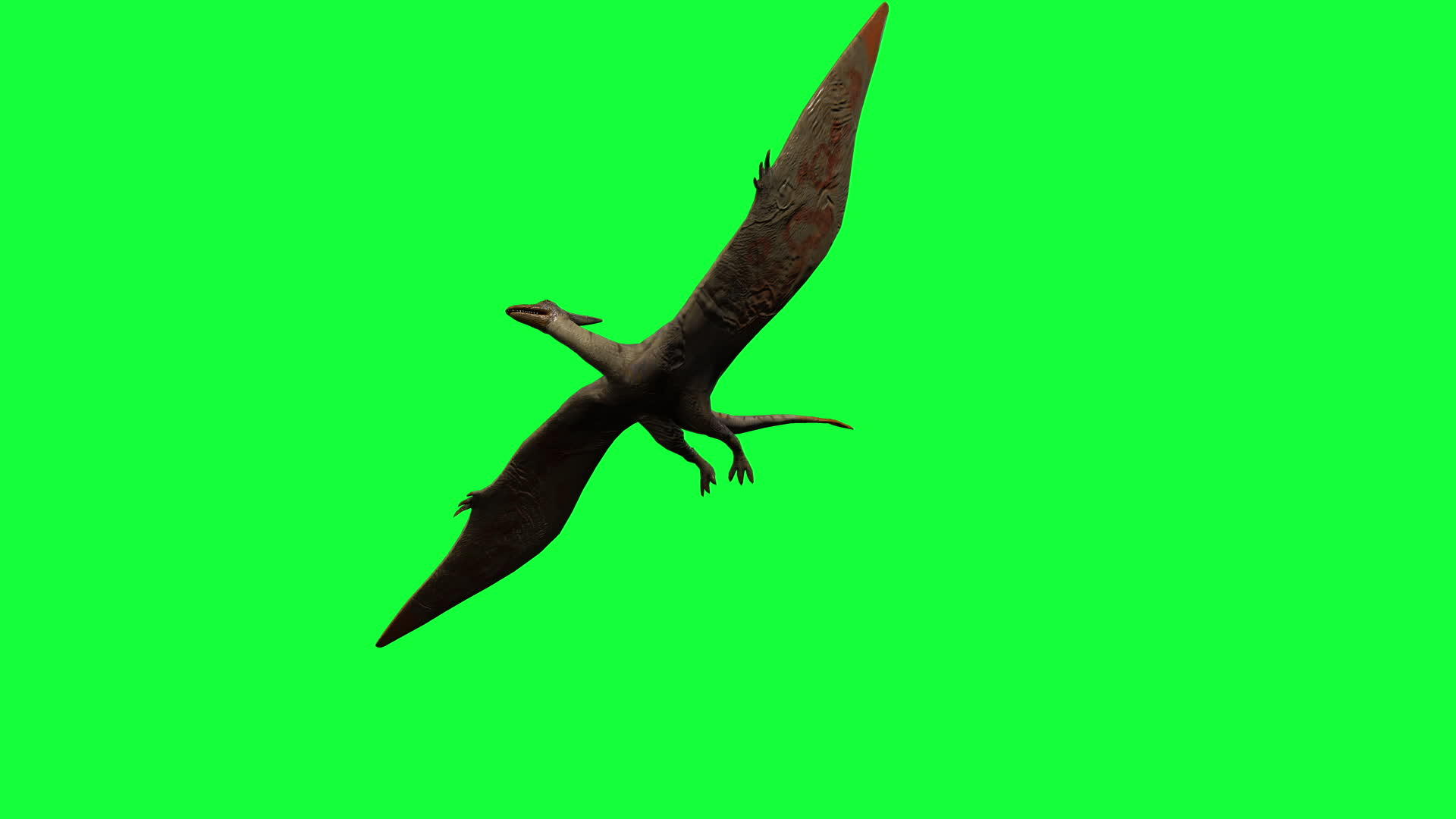 绿屏上的pterodactylly3d动画视频的预览图