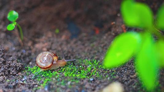 微距蜗牛青苔雨后植物上视频的预览图