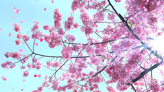 蓝天樱花飘落背景视频视频的预览图