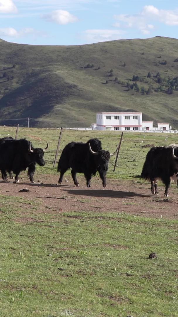 牦牛在川西高原视频的预览图