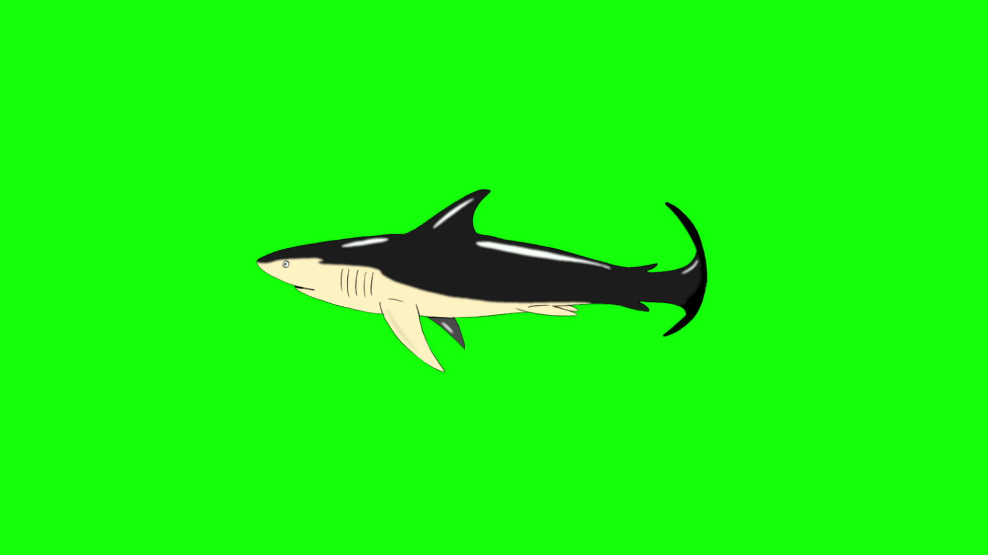 黑鲨游泳视频的预览图