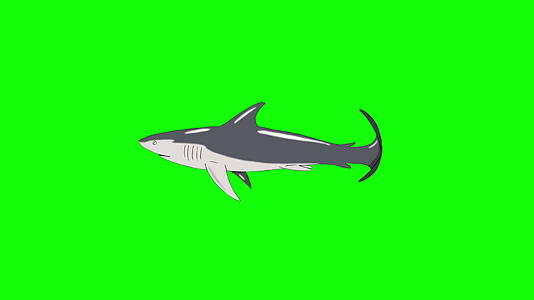 灰鲨游泳带环染色体键视频的预览图