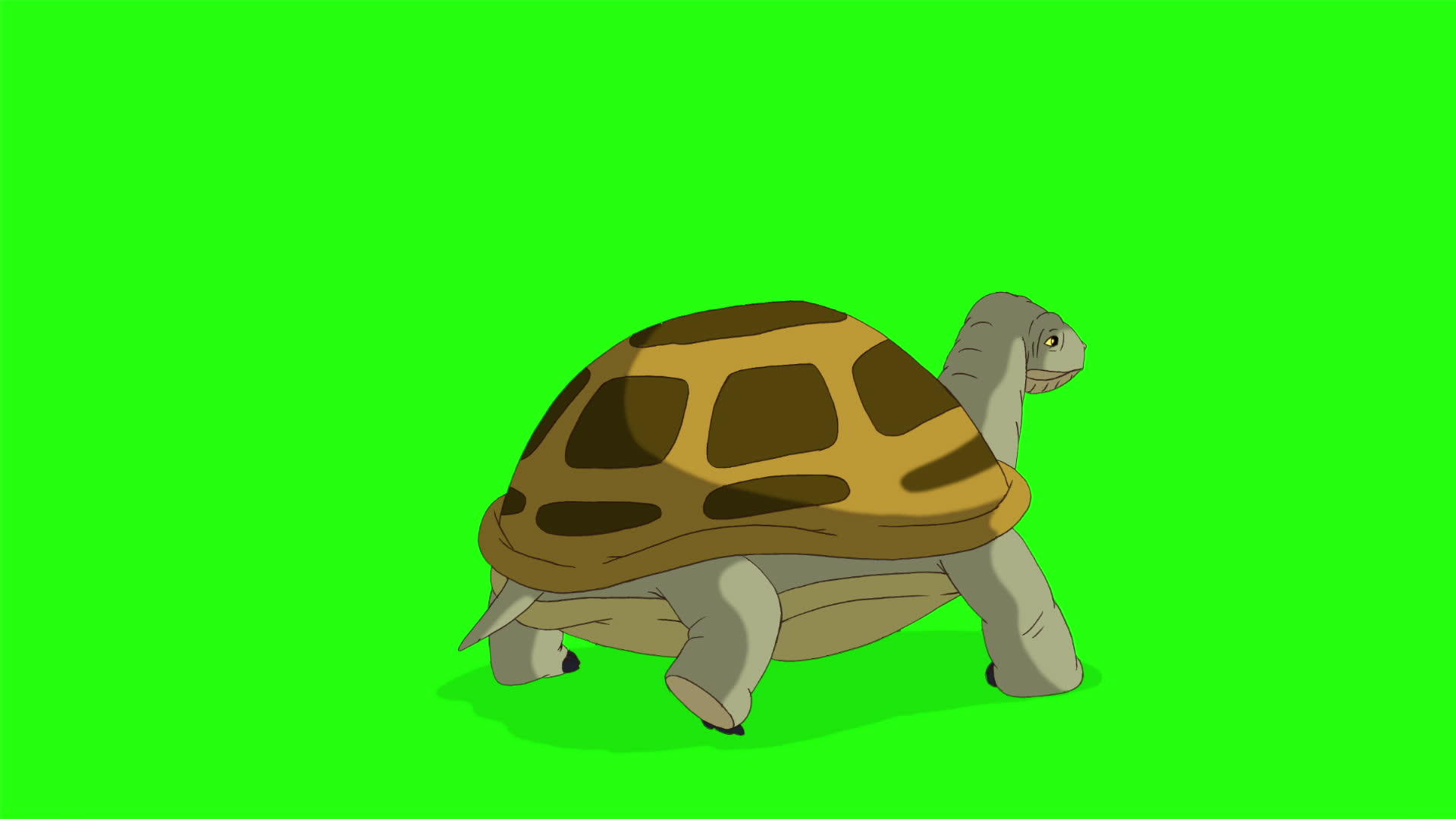 沼泽海龟从染色板键跳出来视频的预览图