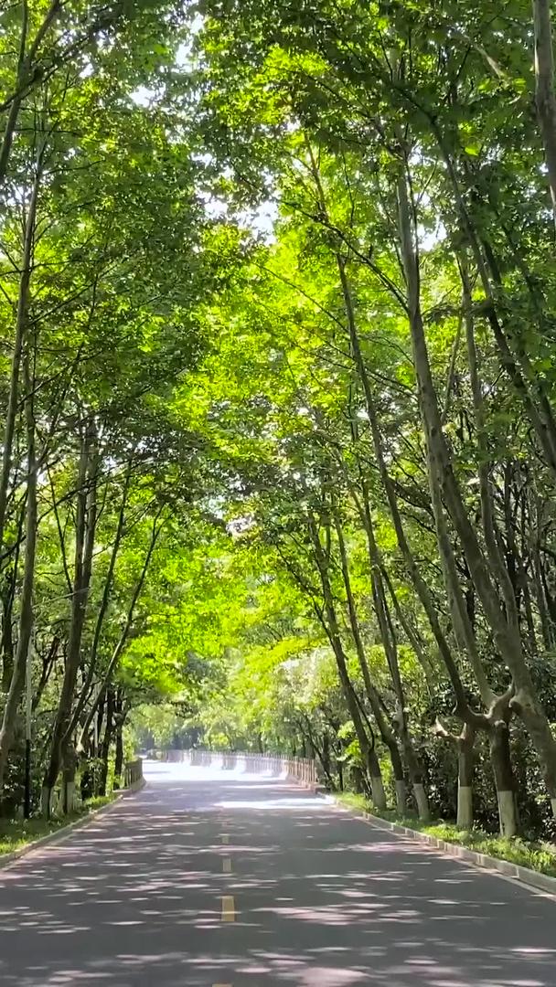 实拍中山陵风景绿树成荫视频的预览图