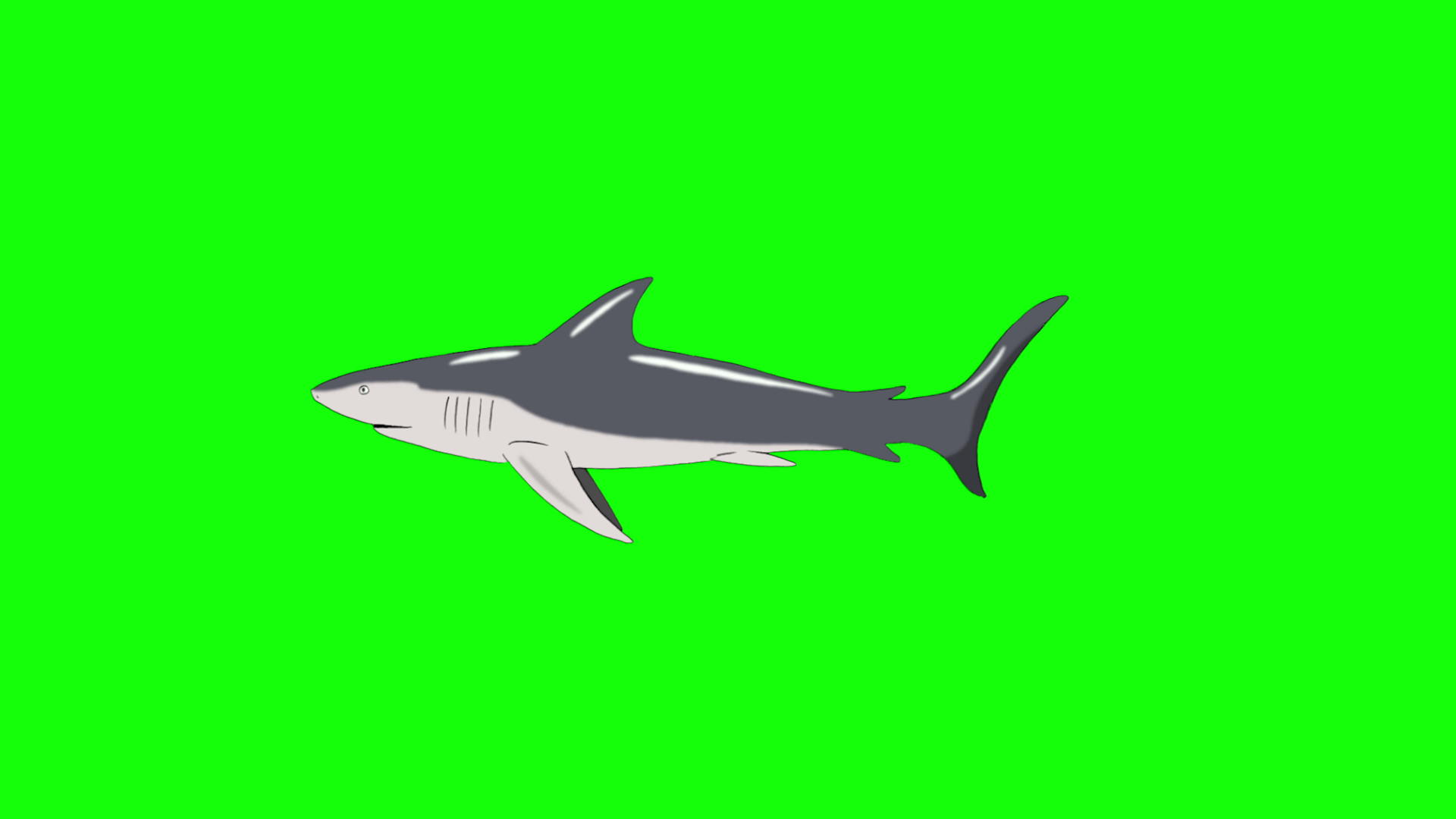 游泳时灰鲨染色体键视频的预览图